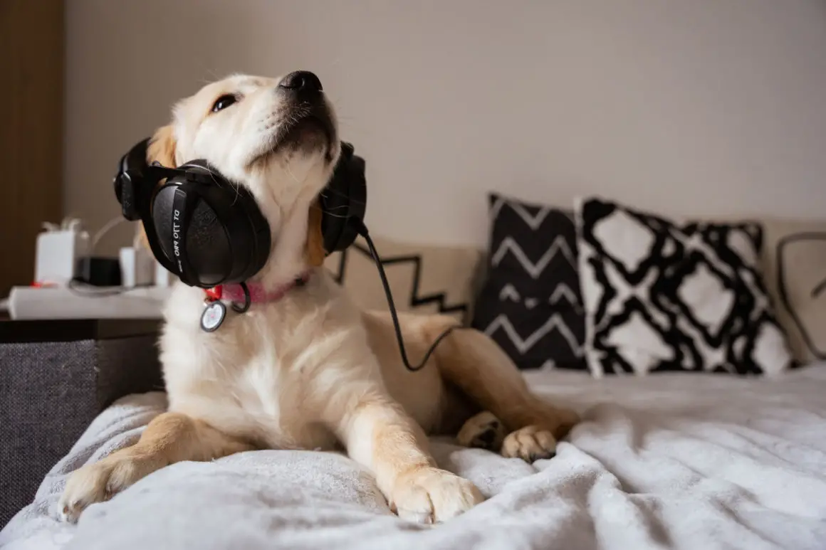 hund som lytter til musikk fra hodetelefoner