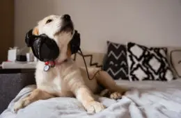 hund som lytter til musikk fra hodetelefoner
